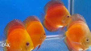 Four Orange And Yellow Discus Fish