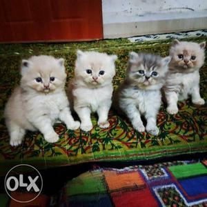 Four White And Beige Kittens