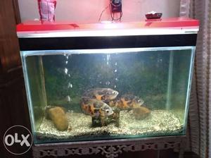 Full size aquarium with the complete package. Imported OSCAR