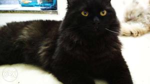 Fully black 1yr old Persian male