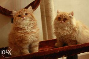 Furry and cute Persian kittens