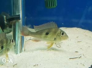 Geophagus for sale