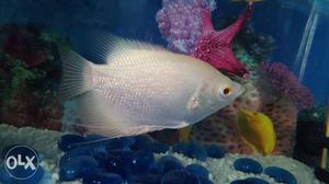 Giant gorami fish size 4.5inch with red eyes