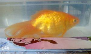 Gold fish app.8 inches with tail fin