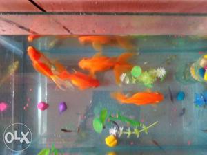 Gold fish big size (4fishes)