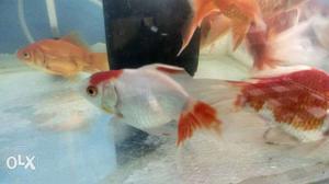 Gold fish for sale big tail 110 per piece