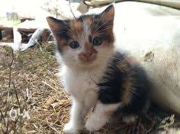 Good looking healthy & cute perisan kitten for sell.