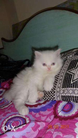 Good quality cat available original breed female kitten
