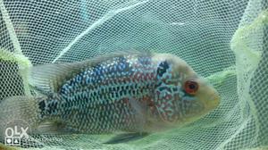 Gray And Pink Flowerhorn Cichlid