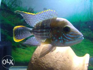 Green terror chichild fish pair (high quality