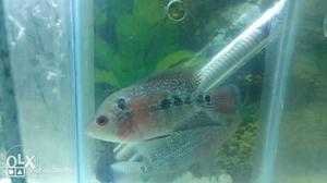 Grey And Red Flowerhorn Fish