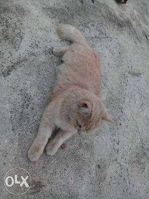 Grey eyes Persian cat Orange Tabby Cat 9months pregnant