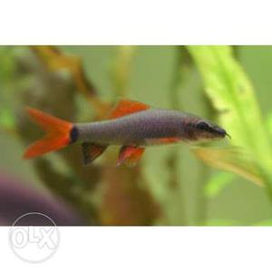 Healthy 3.5" Aquarium Fish