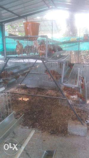 High tech Hen cages with water trip irrigation and food
