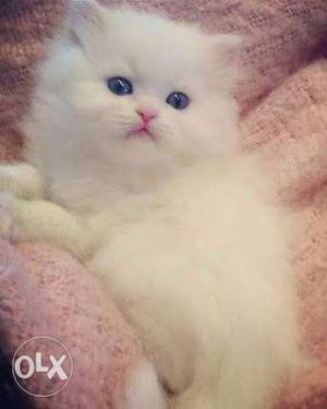 I really wants to adopt a female persian kitten