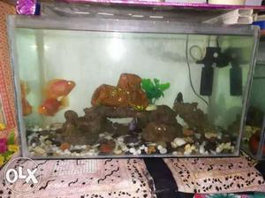 I want to sell my aquarium urgent