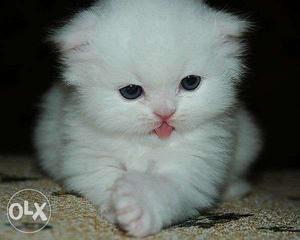 I wants to adopt a persian kitten semi
