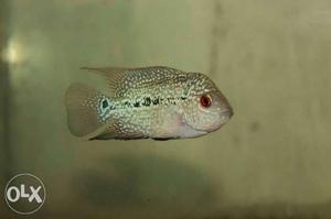 Imported magma flowerhorn fish size:2.5inch