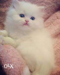 Its a pure persian cats with black & blue eyes.