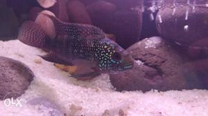 Jack dempsey cichlid fish and red mammon SKKP for sale