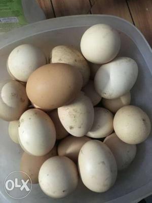 Karimkozhy egg rs:35/egg Vallachira