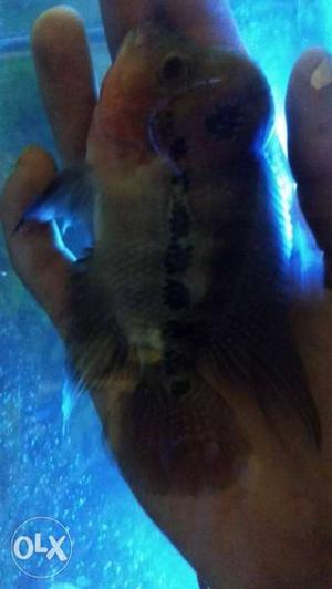 King SRD flowerhorn fish size:7inch Guarantee