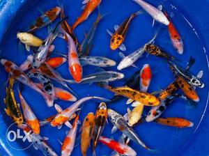 Koi Carp Fish For sale 100₹ pair pm if