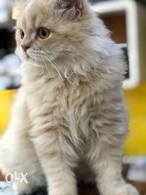 Long-coated Beige Cat