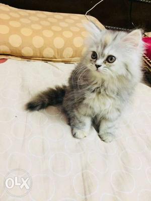 Long-fur Gray And Beige Kitten