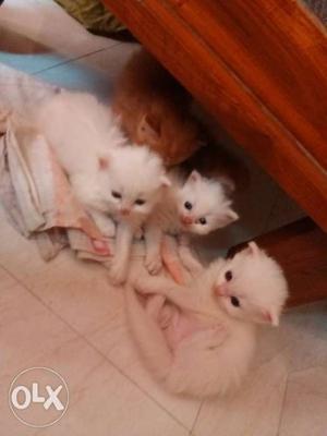 Long-fur White & goldan Kitten tripal cot