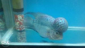 Magma male 1 year old imported breed good quality fish