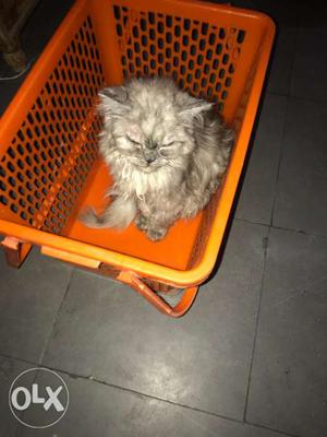 Male Persian cat light grey White colour only