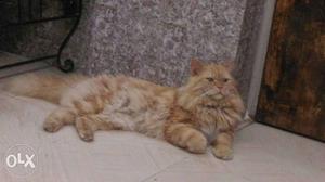 Male pershion cat healthy brown