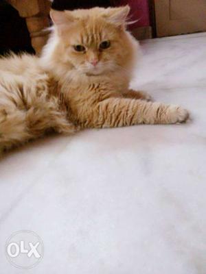 Male persian cat. Age 8 months