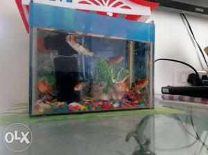 New Aquarium with fish, filter, oxygen and sea things