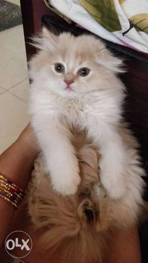 Non negotiable Persian female doll face kitten