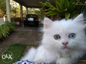 Odd eye female persian kitten.50 days old,toilet