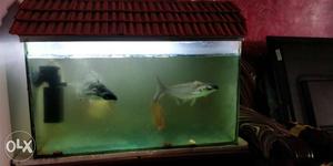 Only fish tank for . fish tank size is 2 and
