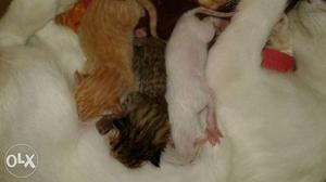 Orange And Brown Tabby Kittens
