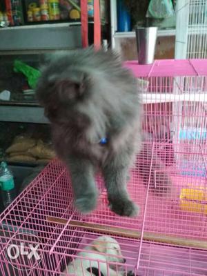 Parsian cat punch face female 5 month old very good cat no