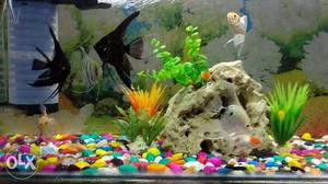 Pearl scale angle fish beautiful and very active,