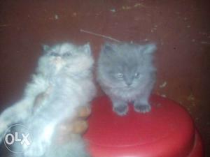 Percian kitten male-female pair