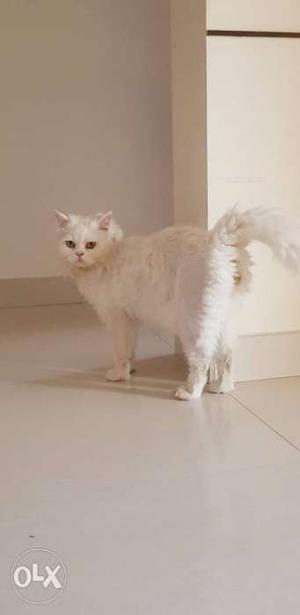 Perisan Cat | Male | 1.5 Years Old | Litter