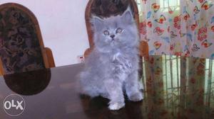Persian Cat going to be 3 months very active
