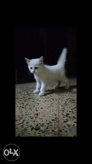 Persian Cross breed Kittens available