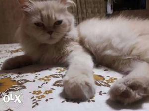 Persian Semi Punch Male 1 year for sale,long furred,very