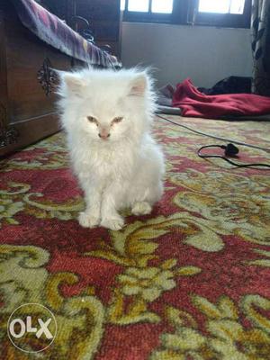Persian cat... 2 months old...contact no:
