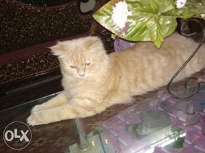 Persian cat 8mnths old litter trained