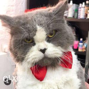 Persian cat. Grey and white in colour. 1.3 years. Male.