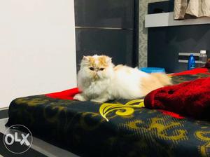 Persian cat Male RED WHITE VAN